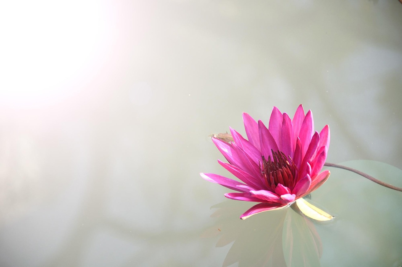 Where Lotus365 App Download: Step-by-Step Guide for India (2027)